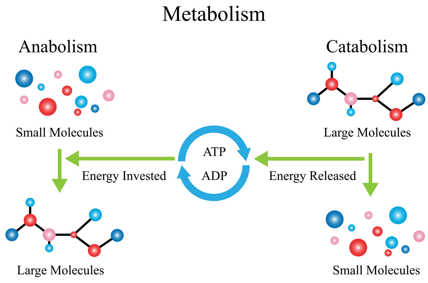 Optimize Your Metabolism: A Comprehensive Guide to Weight Management